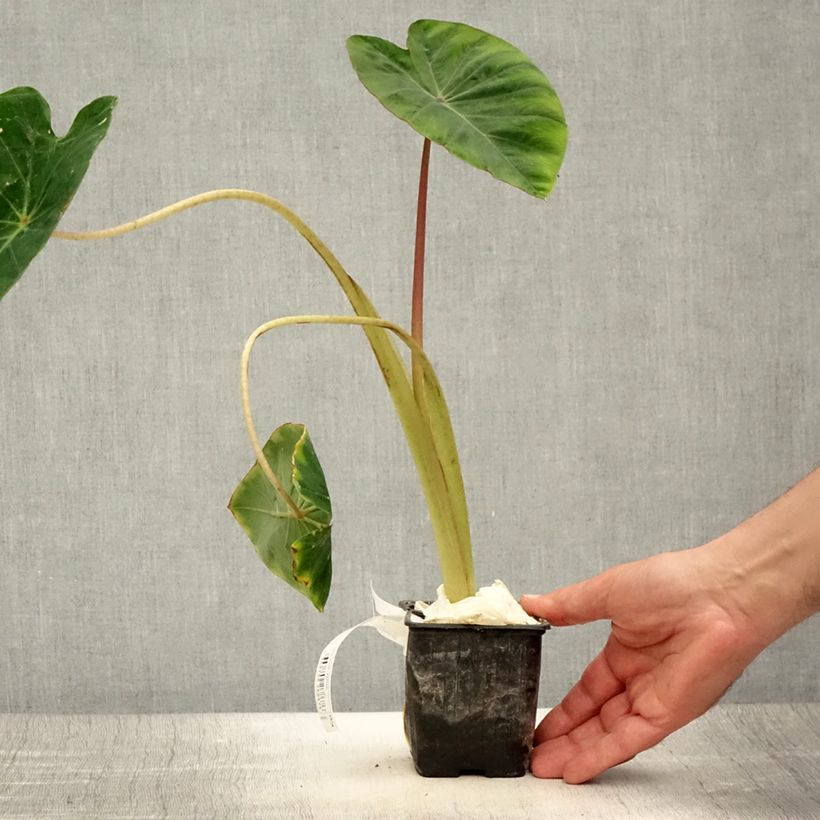 Colocasia Pink China - Oreille d'Eléphant - Godet de 8/9 cm sample as delivered in summer