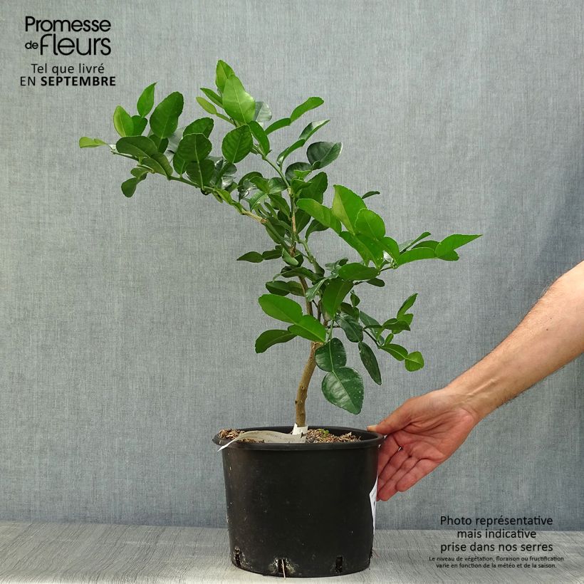 Combawa - Citrus hystrix en pot de 5 L sample as delivered in autumn