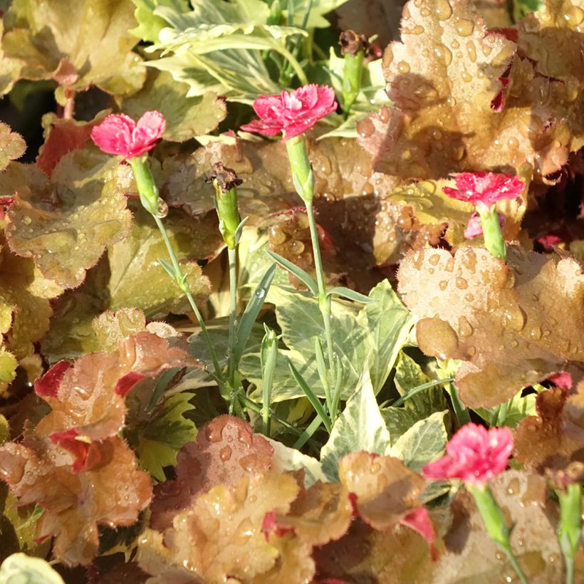 Lucky Charm Blend - blend of 3 young plants (Foliage)