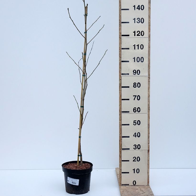 Liquidambar styraciflua Aurora 4L/5L potShipped height around 100/120cm sample as delivered in winter