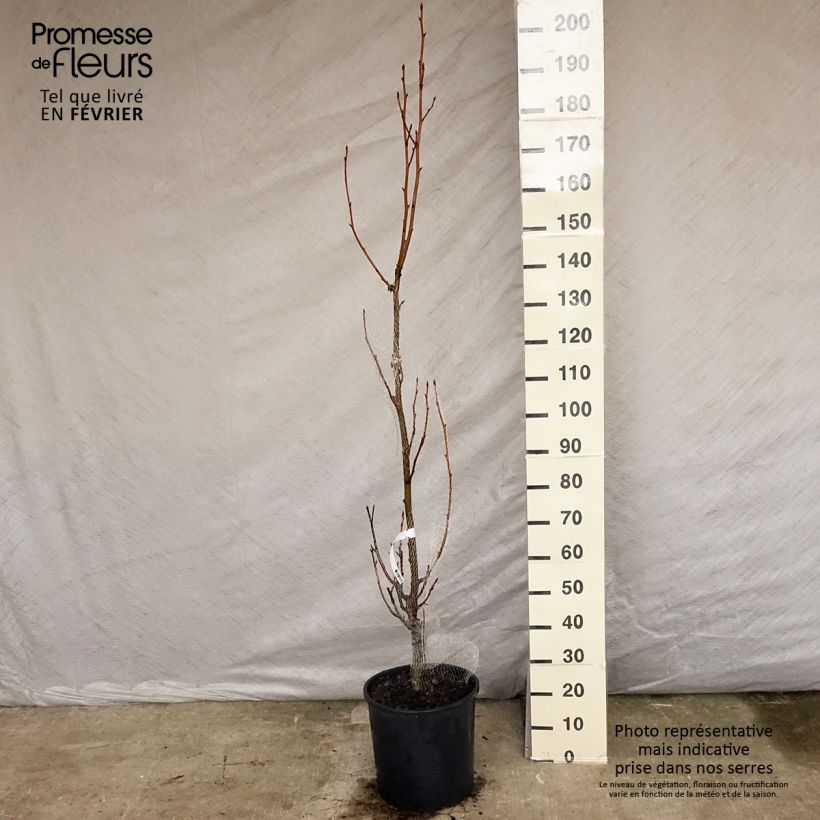 Copalme d'Amérique - Liquidambar styracyflua Stella Pot de 18L/20L sample as delivered in winter