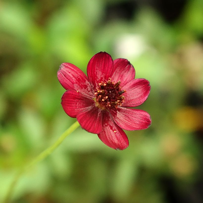 Cosmos atrosanguineus Eclipse - Chocolate Cosmos (Flowering)