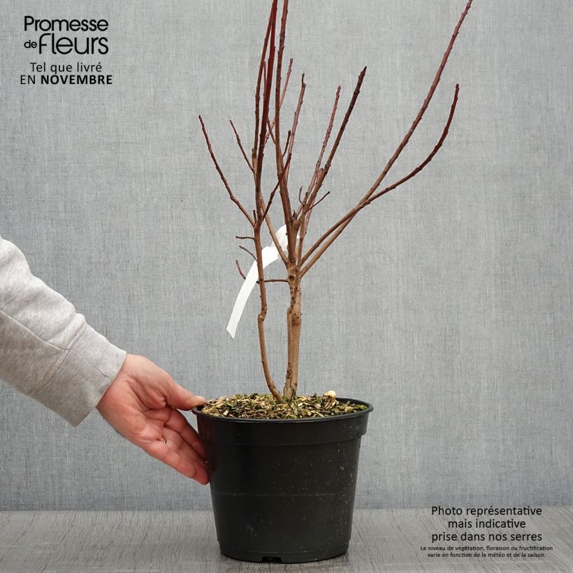 Cotinus coggygria Flamissimo - Arbre à perruque Pot de 4L/5L sample as delivered in autumn