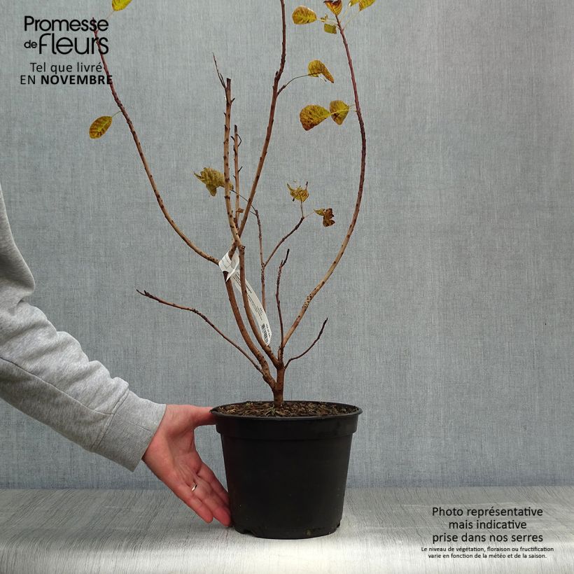 Cotinus coggygria Golden Lady - Arbre à perruque Pot de 3L/4L sample as delivered in autumn