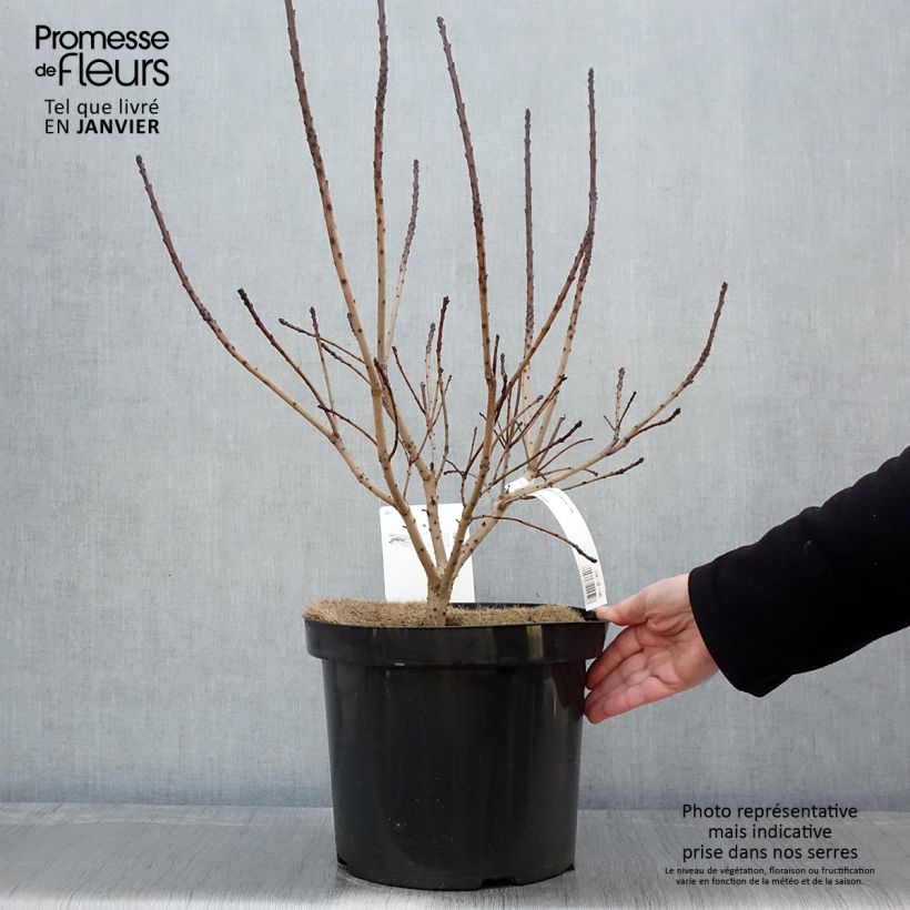 Cotinus coggygria Golden Spirit - Smoke Bush sample as delivered in winter