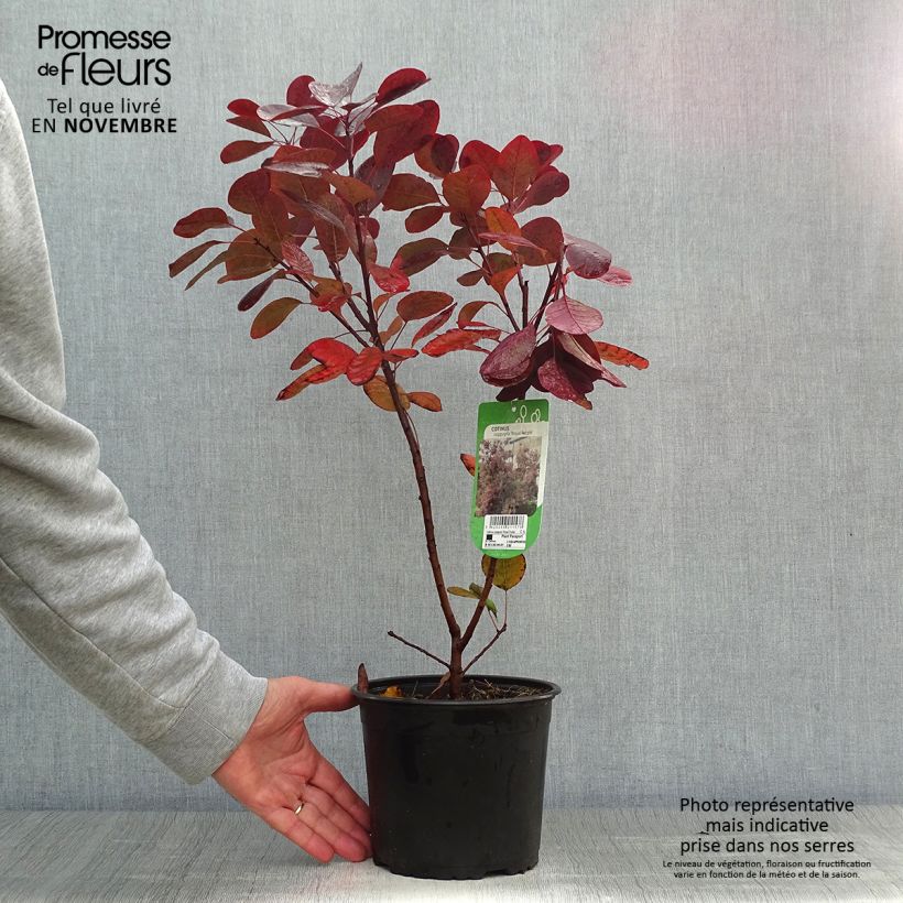 Cotinus coggygria Royal Purple 30/40cm en pot de 2L/3L - Arbre à perruque sample as delivered in autumn