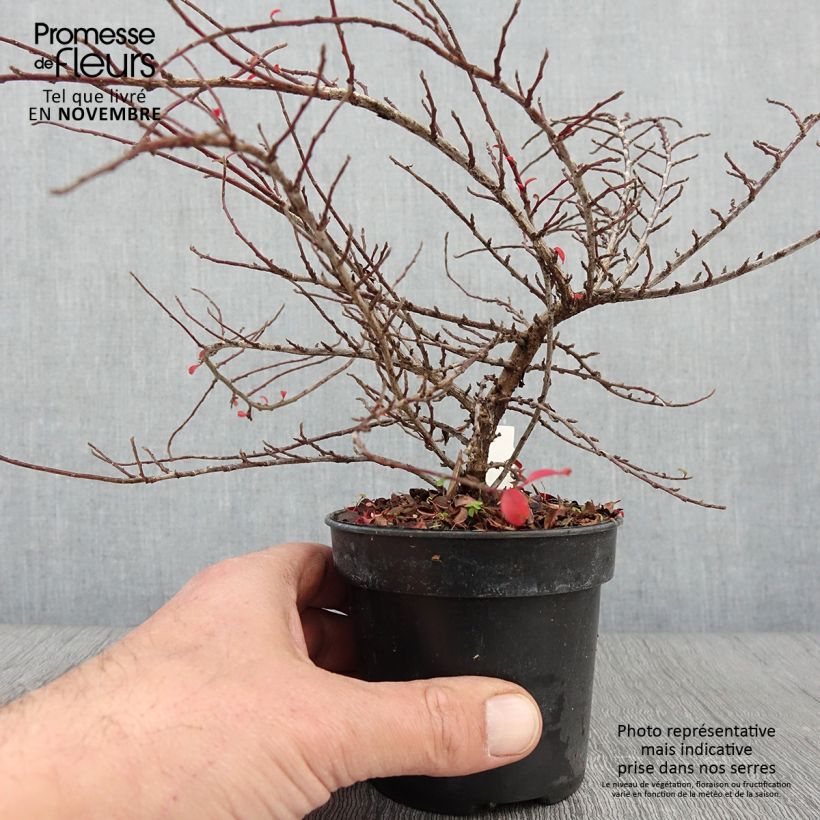 Cotoneaster adpressus Little Gem en godet de 10,5cm sample as delivered in autumn