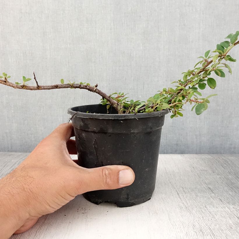 Cotoneaster dammeri Mooncreeper Pot de 1L/1,5L sample as delivered in summer