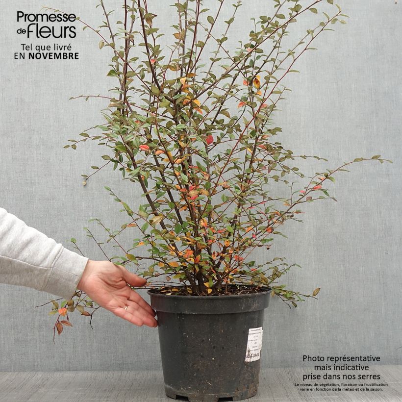 Cotoneaster franchetii - Cotonéastre de Franchet en pot de 7,5L/10L sample as delivered in autumn