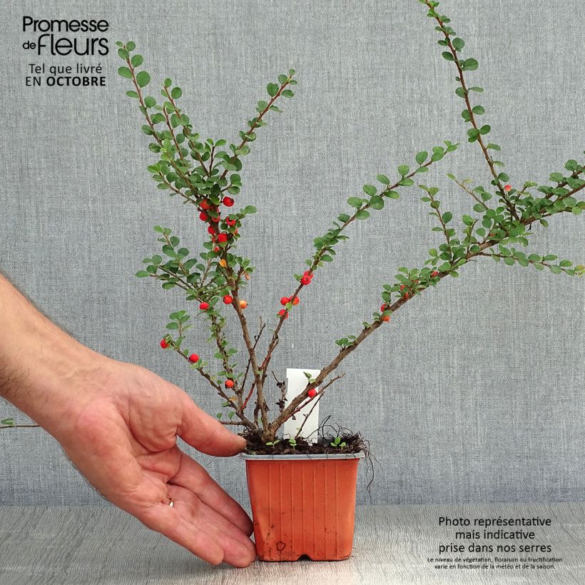 Cotoneaster horizontalis en godet de 9cm - Cotonéaster rampant sample as delivered in autumn