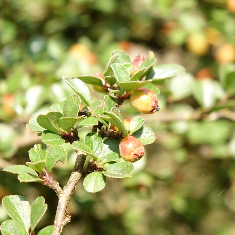 Cotoneaster praecox Boer (Foliage)