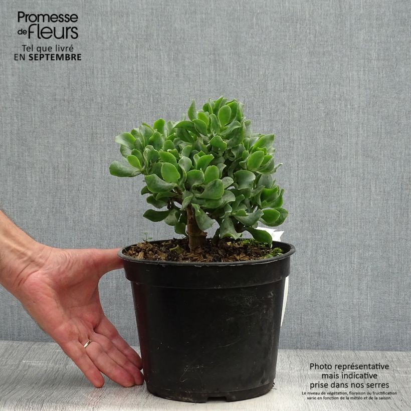 Crassula arborescens Curly Grey Pot de 3L/4L sample as delivered in autumn