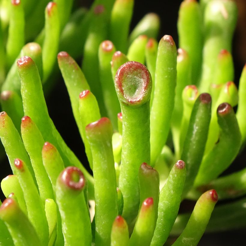 Crassula ovata Hobbit (Foliage)