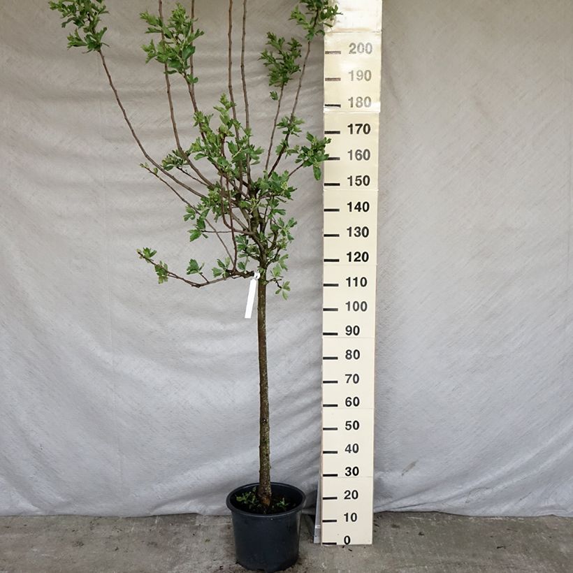 Crataegus azarolus - Hawthorn 7.5L/10L pot sample as delivered in spring