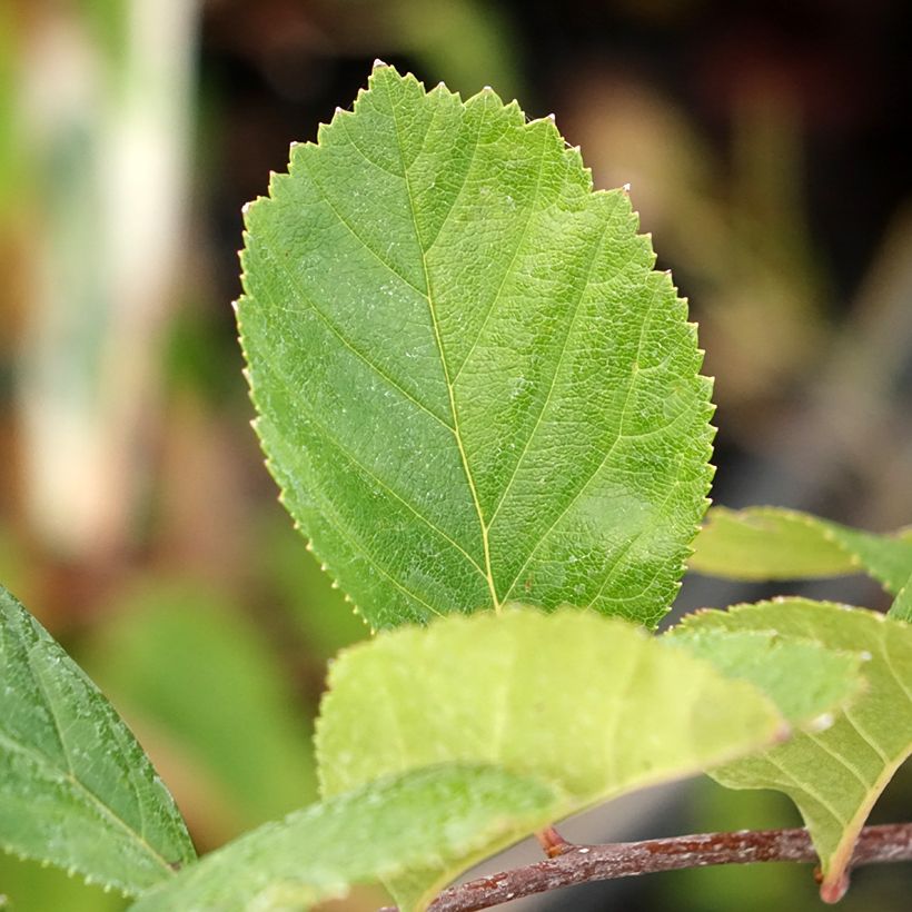 Crataegus crus-galli - Hawthorn (Foliage)