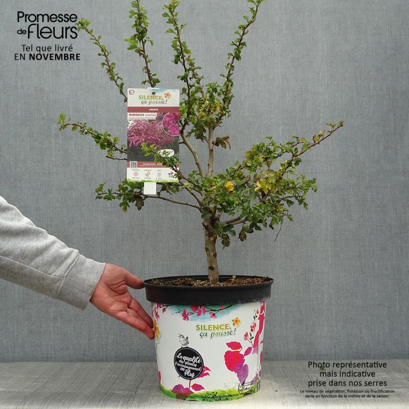 Crataegus laevigata Rosea Flore Pleno - Aubépine Pot de 7,5L/10L sample as delivered in autumn