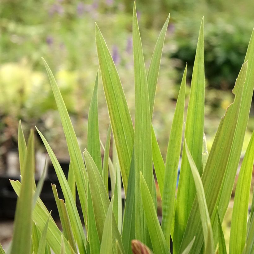 Crocosmia Emily McKenzie - Montbretia (Foliage)