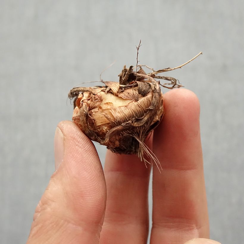 Crocosmia Star of the West - Montbretia sample as delivered in spring