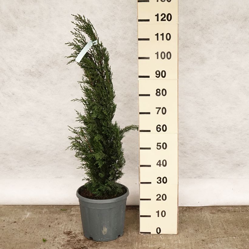 Cupressus sempervirens var. stricta 7.5L/10L potShipped height around 100/125cm sample as delivered in spring