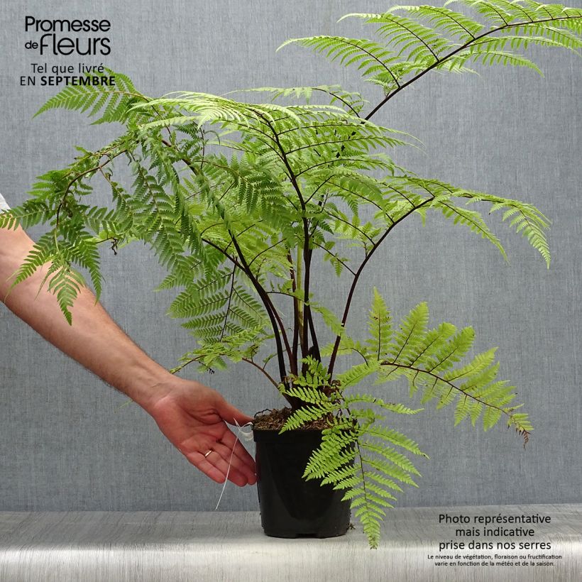 Cyathea medullaris - Fougère arborescente Pot de 2L/3L sample as delivered in autumn