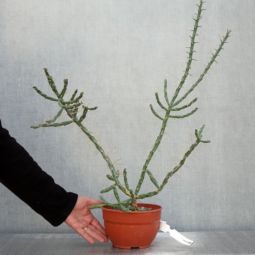 Cylindropuntia kleiniae - Opuntia ou oponce sample as delivered in autumn