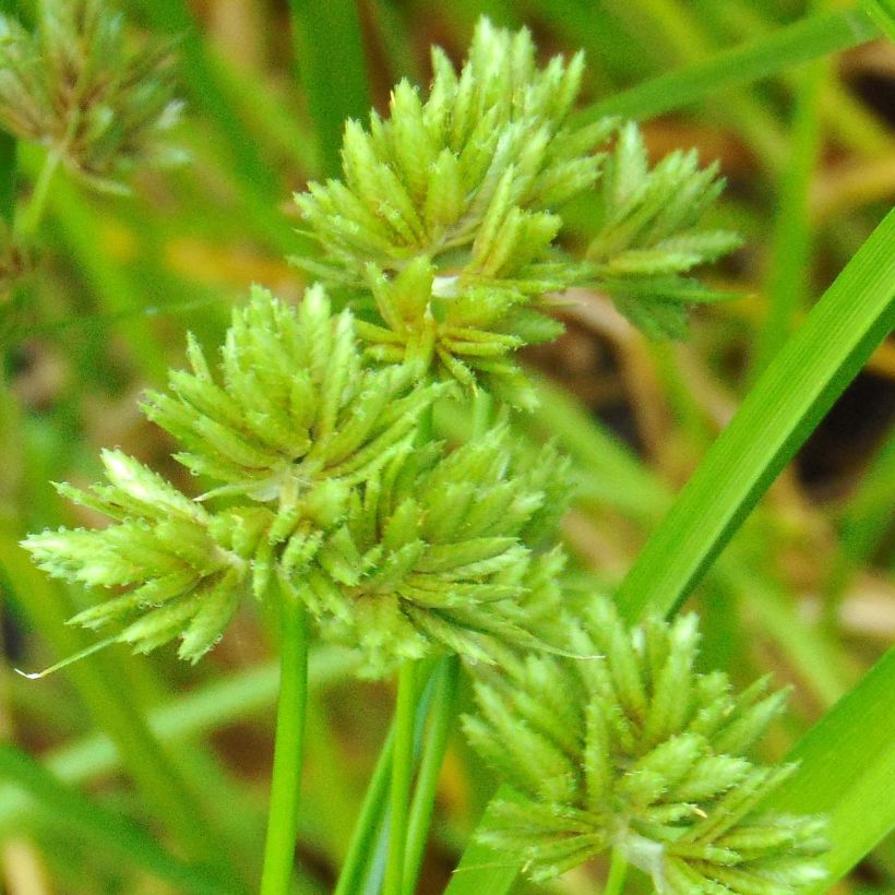 Cyperus glaber (Flowering)