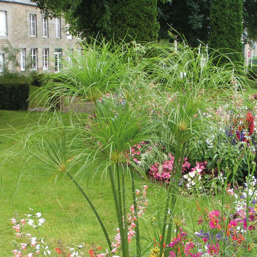 Cyperus papyrus Akhenaton (Plant habit)