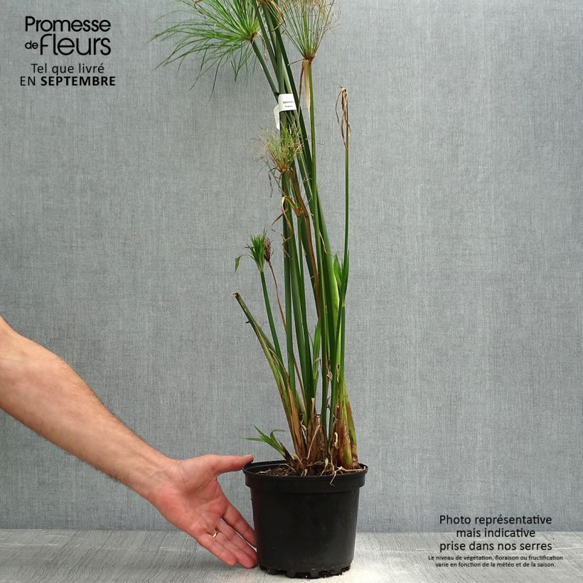 Cyperus papyrus - Papyrus Pot de 2L/3L sample as delivered in autumn