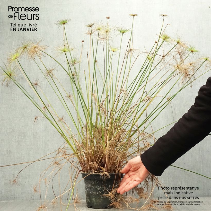 Cyperus prolifer - Papyrus nain Pot de 3L/4L sample as delivered in winter