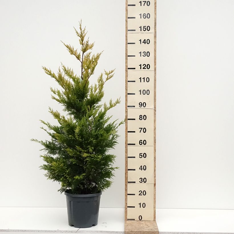 Cupressocyparis leylandii Gold Rider 6L/7L potShipped height around 80/100cm sample as delivered in winter