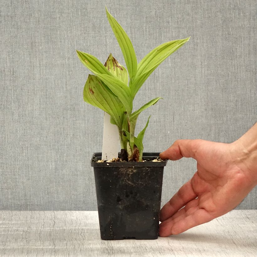 Cypripedium Aki - Lady Slipper Orchid 1L/1.5L pot sample as delivered in spring