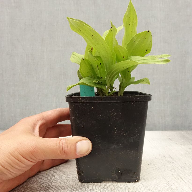 Cypripedium x ventricosum Red - Lady Slipper Orchid 1L/1.5L pot sample as delivered in spring