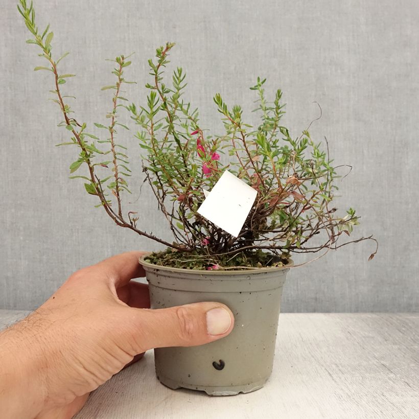 Daboecia cantabrica Waleys Red - Irish Heath 12cm potShipped height around 10/15cm sample as delivered in summer