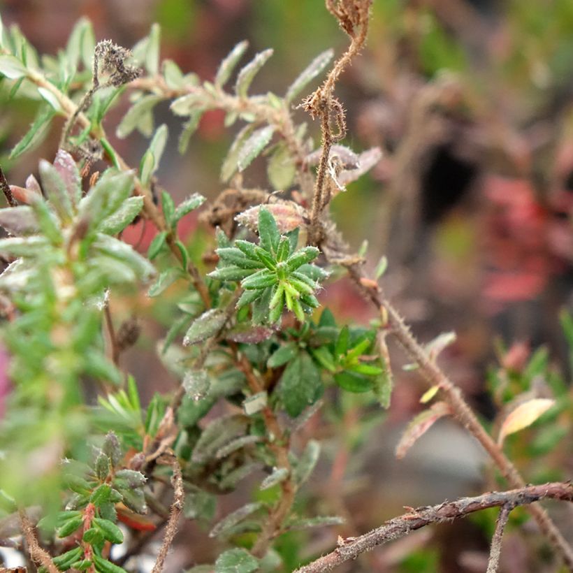 Daboecia scotica William Buchanan - Irish Heath (Foliage)