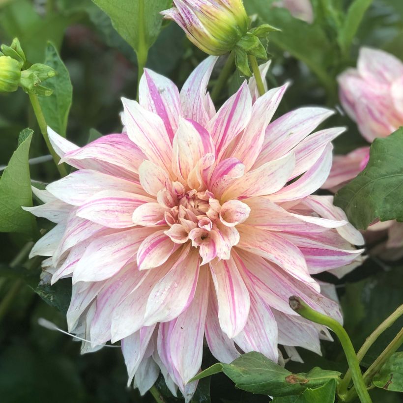 Dahlia Café au Lait Twist (Flowering)