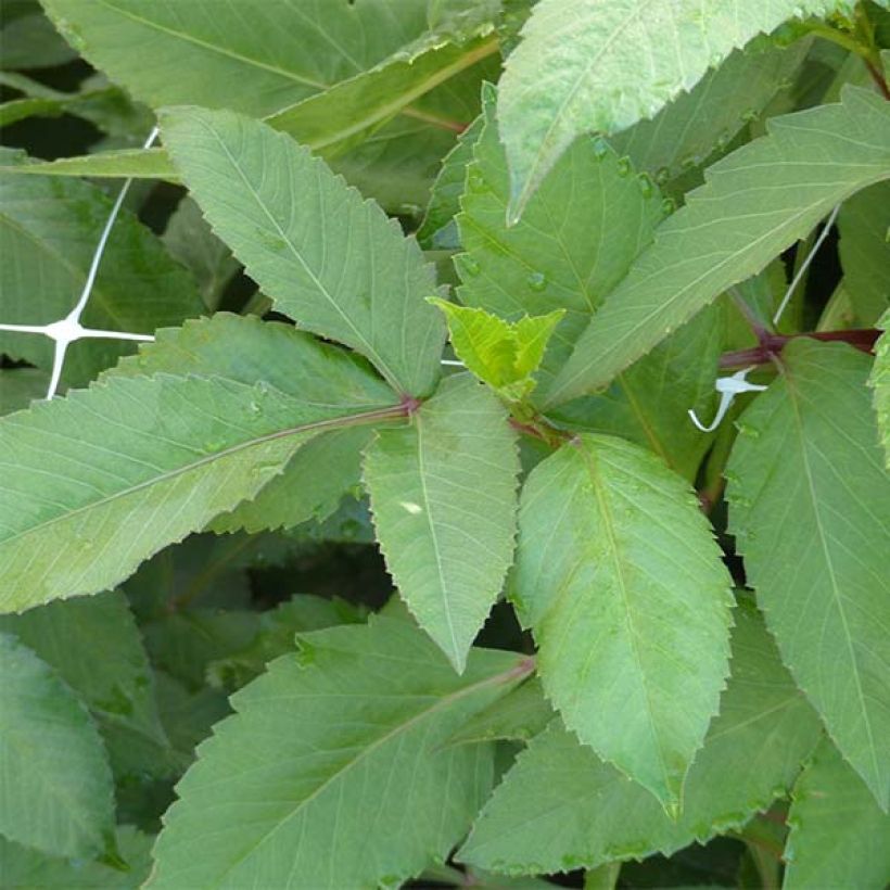 Dahlia Islander (Foliage)