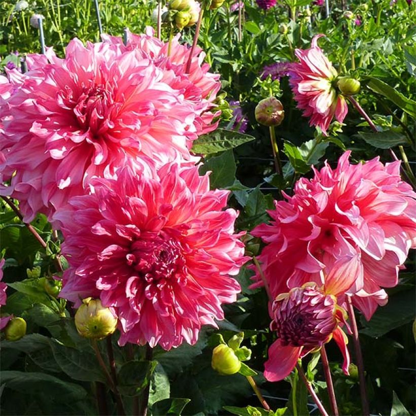 Dahlia Islander (Flowering)