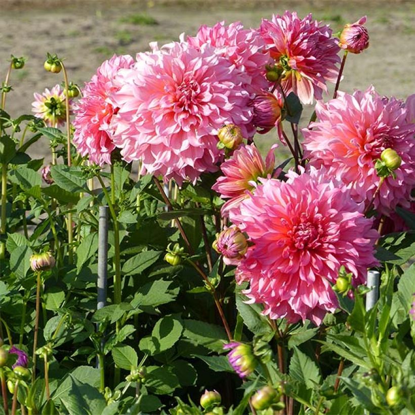 Dahlia Islander (Plant habit)