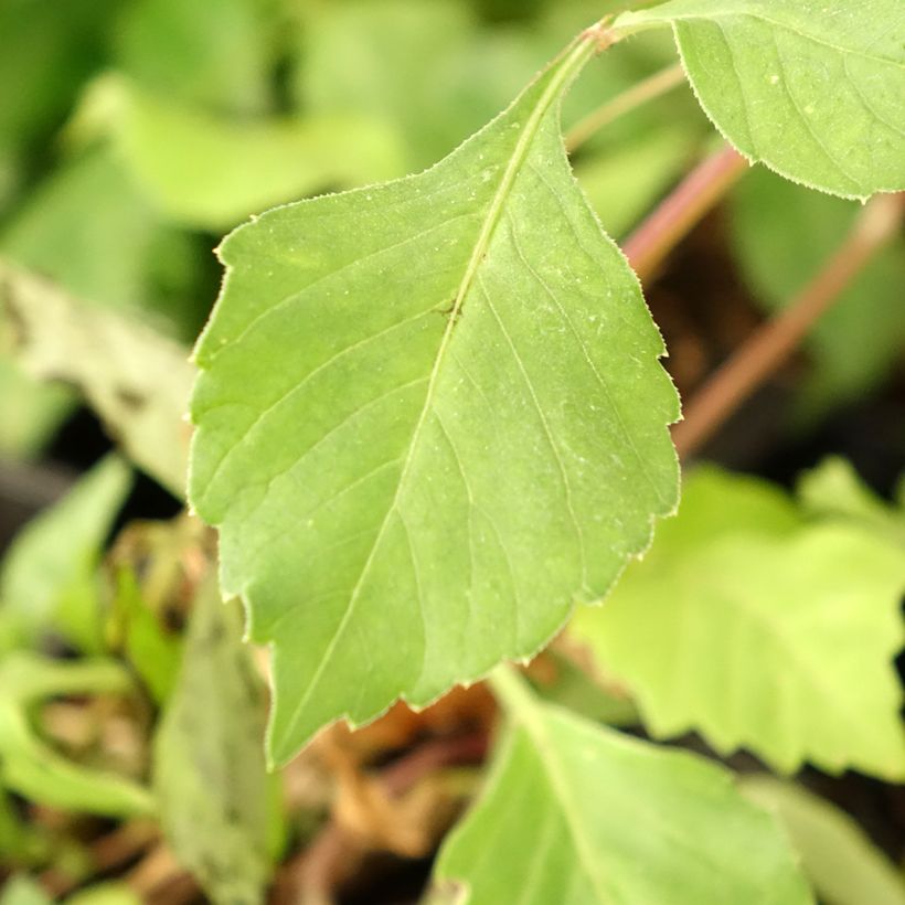 Dahlia Izarra (Foliage)