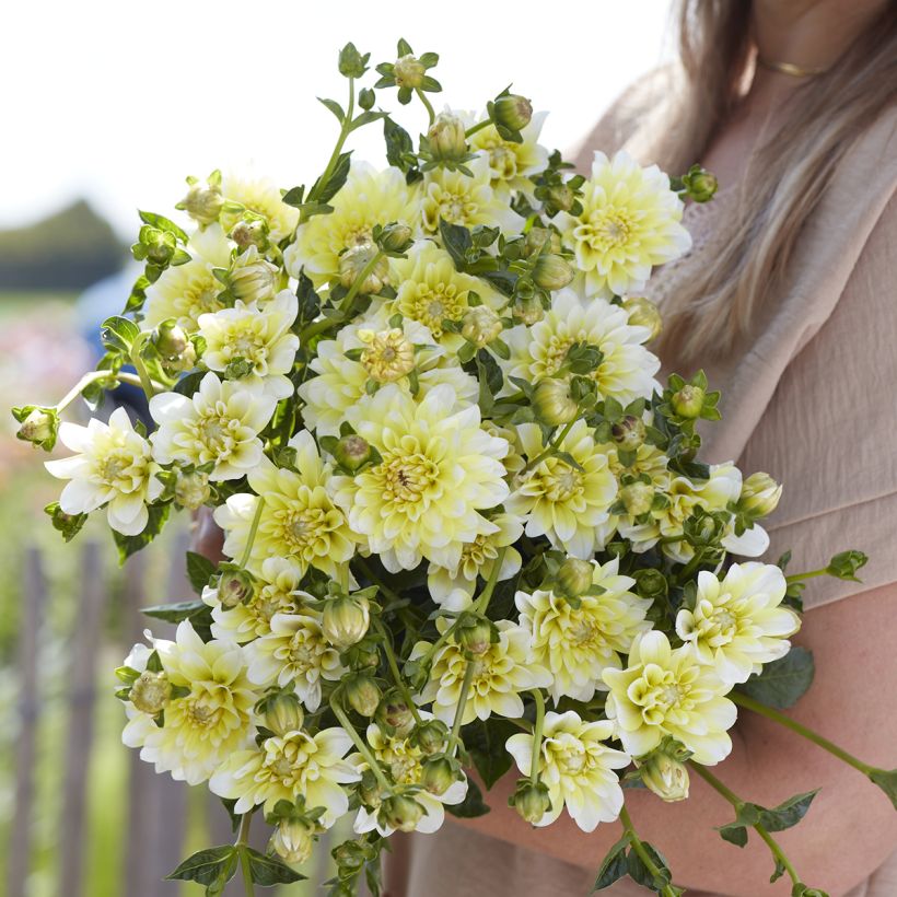 Dahlia Yellow Perception (Flowering)