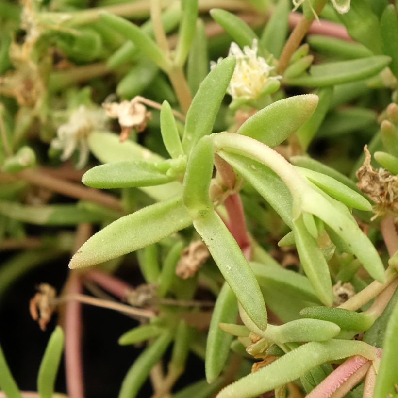 Delosperma Wheels of Wonder White - Ice Plant (Foliage)