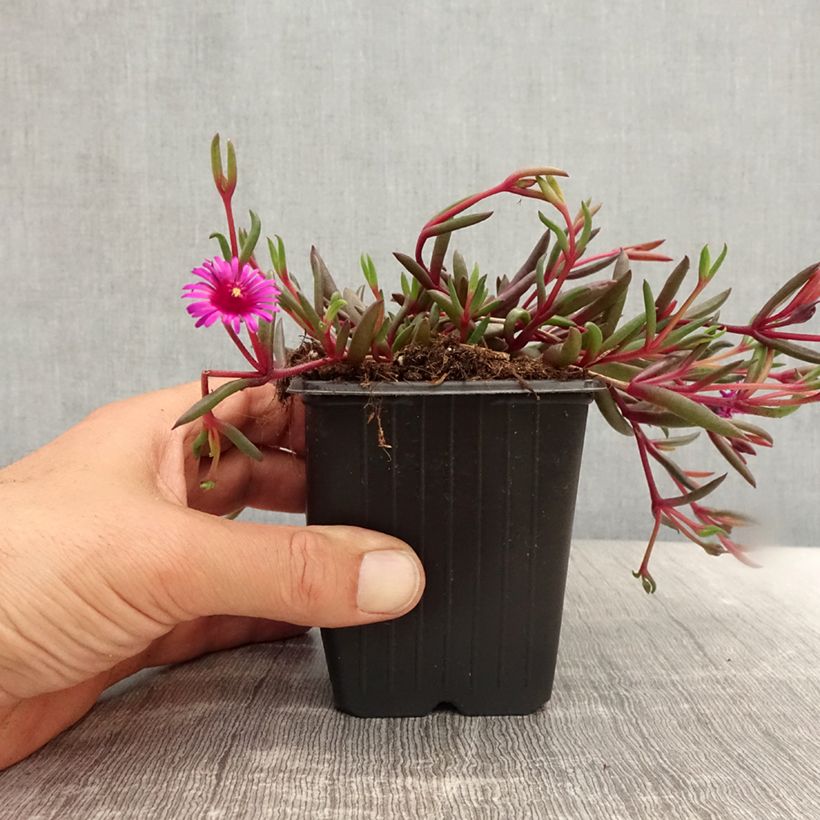 Delosperma Desert Dancers Purple - Godet de 8/9 cm sample as delivered in summer