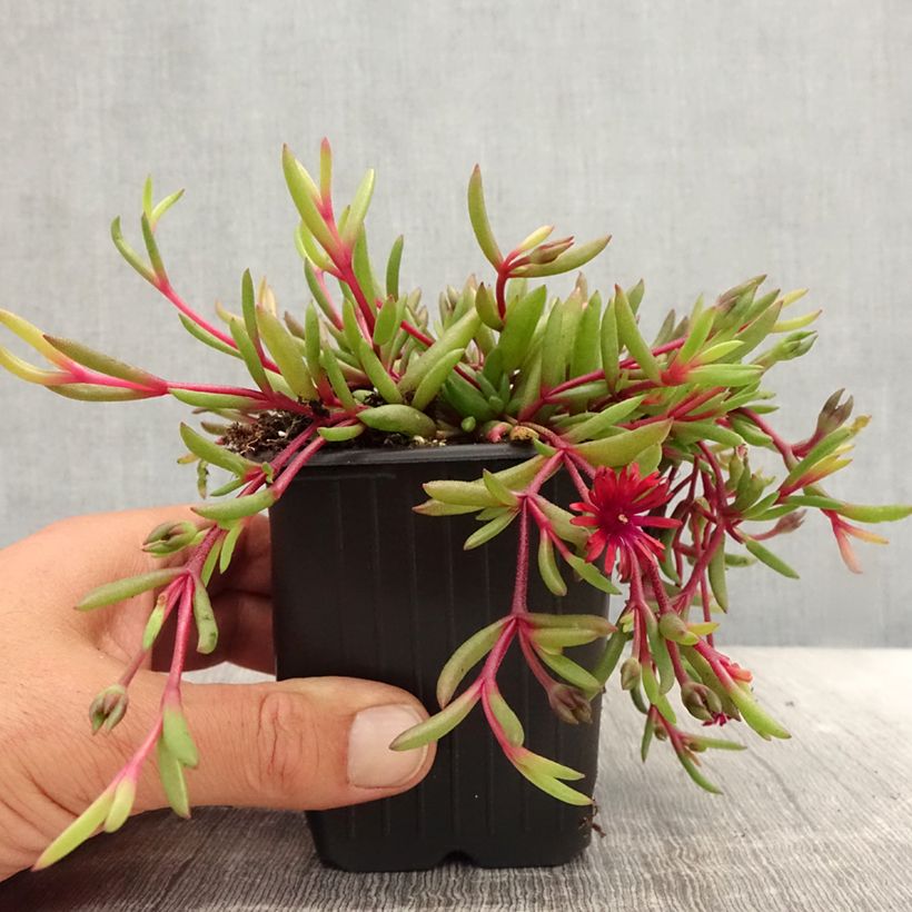 Delosperma Desert Dancers Red - Ice Plant sample as delivered in summer