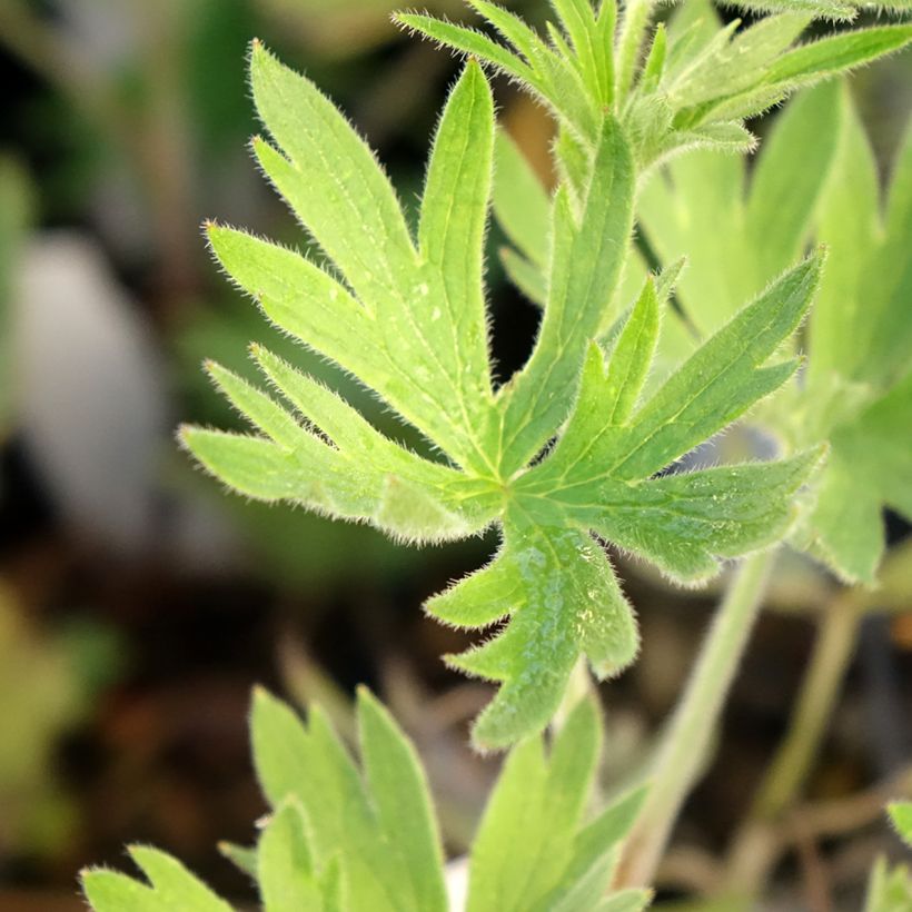 Delphinium Kleine Nachtmusik - Larkspur (Foliage)