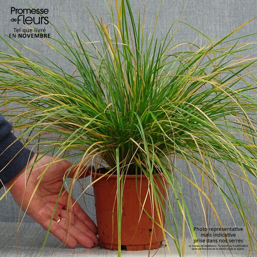 Deschampsia cespitosa Bronzeschleier - Canche cespiteuse en Pot 2L./3L. sample as delivered in autumn