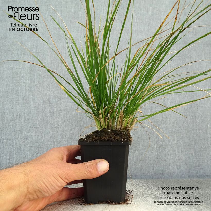 Deschampsia cespitosa - Canche cespiteuse en godet de 9 cm sample as delivered in autumn