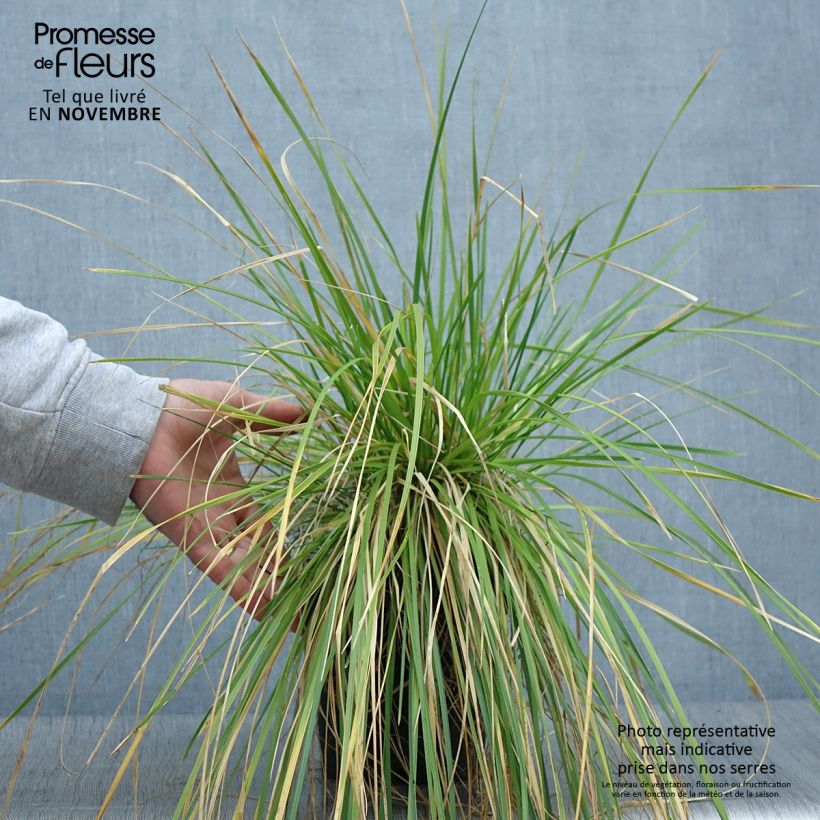 Deschampsia cespitosa - Canche cespiteuse en pot de 2/3L sample as delivered in autumn