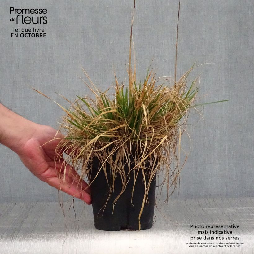 Deschampsia cespitosa Goldschleier - Canche cespiteuse en pot de 1.5L/2L sample as delivered in autumn