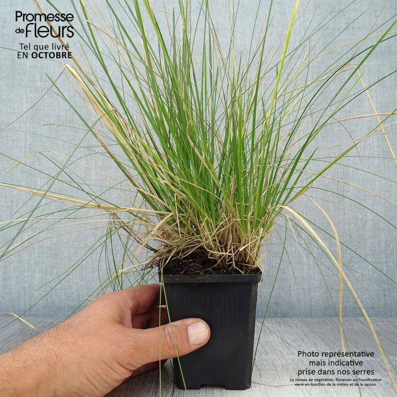 Deschampsia cespitosa Goldtau - Canche cespiteuse en godet de 9 cm sample as delivered in autumn