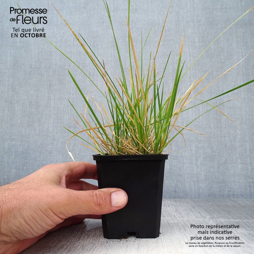 Deschampsia cespitosa Palava - Canche cespiteuse Godet de 9cm sample as delivered in autumn